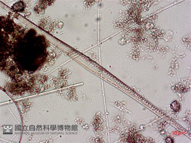 登錄號:A00004643藏品圖，第8張
