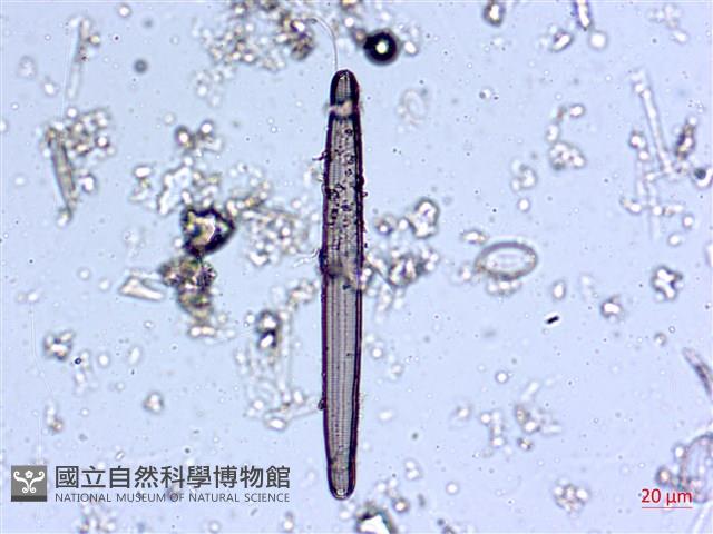 登錄號:A00004543藏品圖，第7張