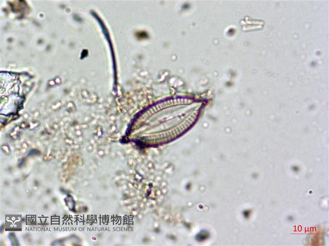 登錄號:A00004483藏品圖，第7張
