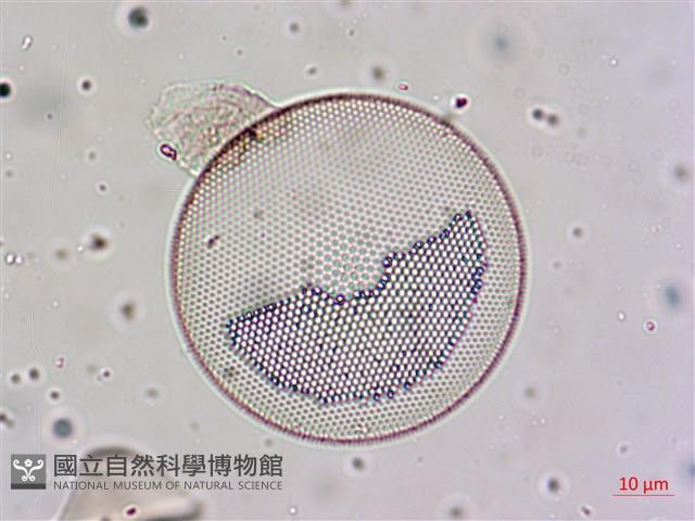 登錄號:A00004656藏品圖，第18張