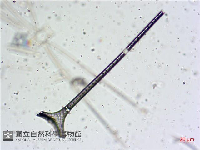 登錄號:A00004654藏品圖，第18張