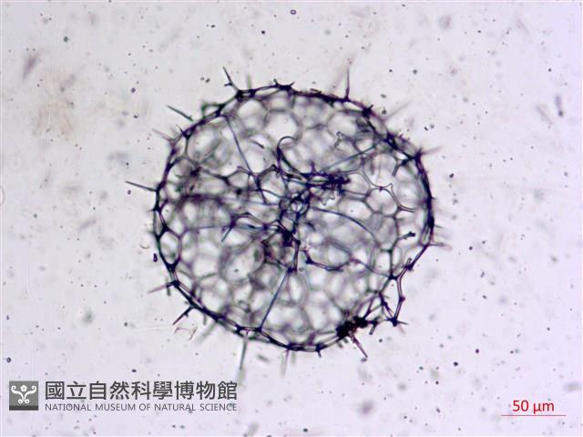 登錄號:A00004655藏品圖，第17張