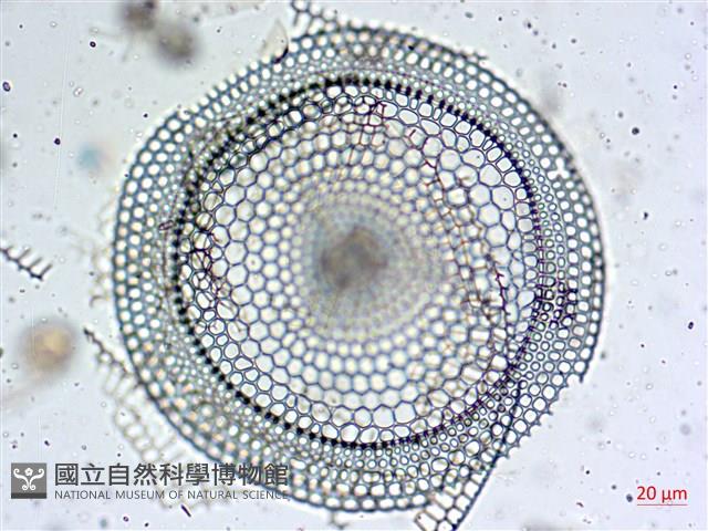 登錄號:A00004653藏品圖，第18張