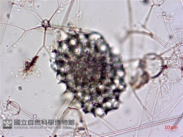 登錄號:A00004650藏品圖，第11張