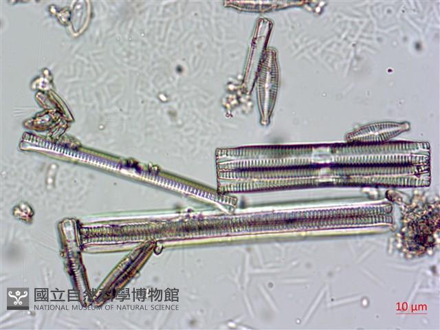 登錄號:A00004670藏品圖，第11張