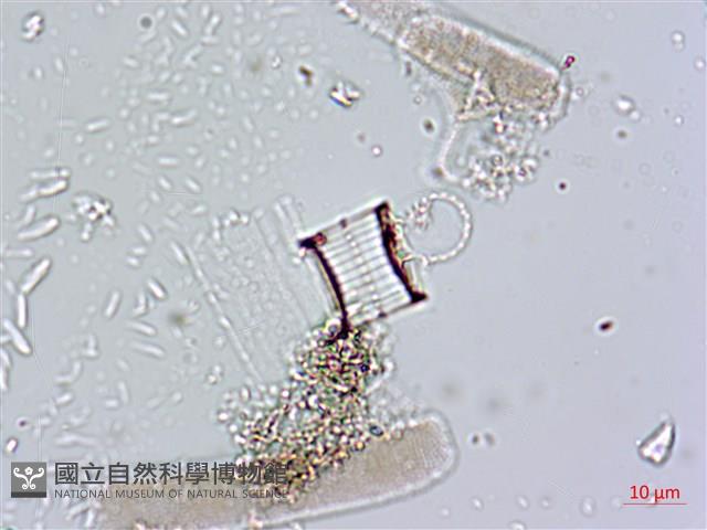 登錄號:A00004660藏品圖，第11張