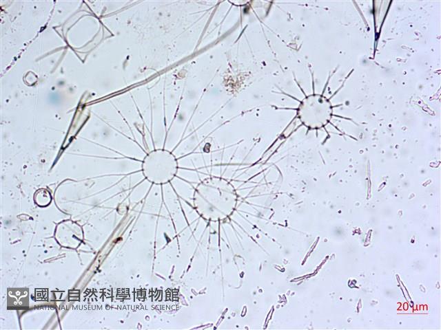 登錄號:A00004653藏品圖，第22張