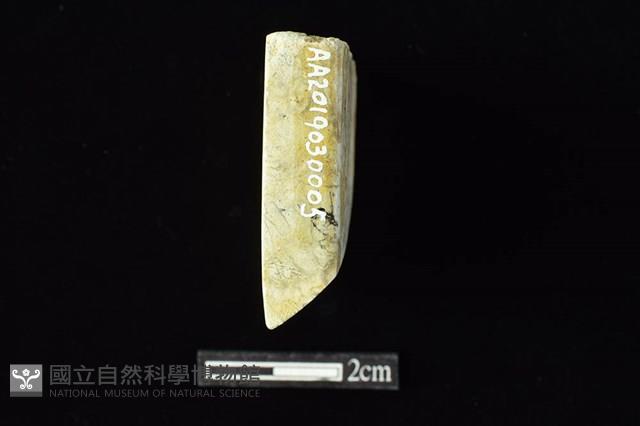 錛鑿形器藏品圖，第3張