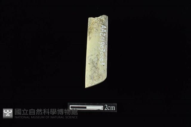 錛鑿形器藏品圖，第3張