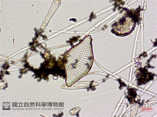 登錄號:A00004592藏品圖，第5張