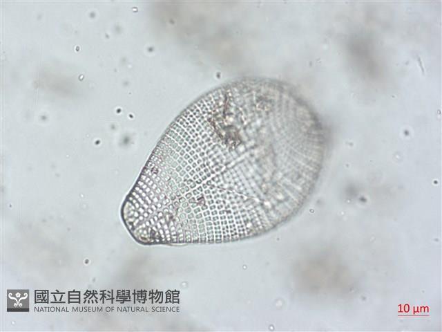 登錄號:A00004492藏品圖，第5張