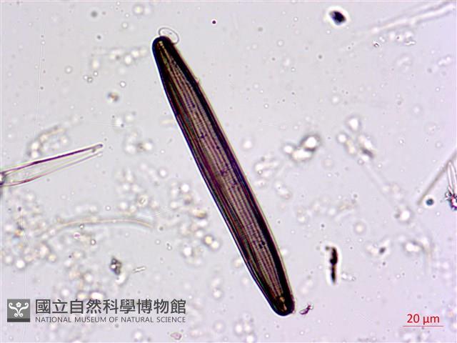 登錄號:A00004562藏品圖，第5張