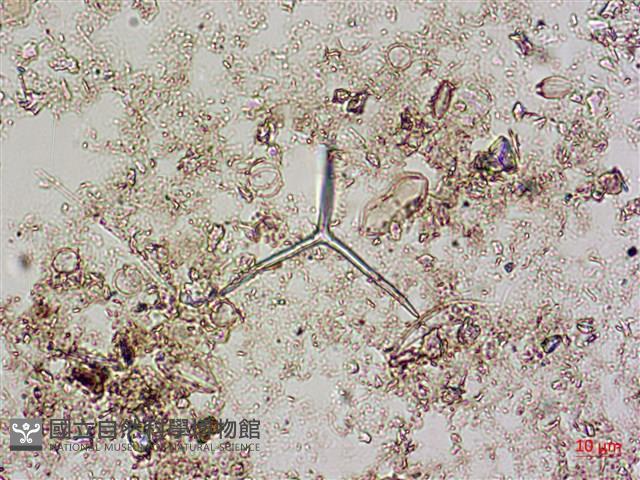 登錄號:A00004594藏品圖，第5張
