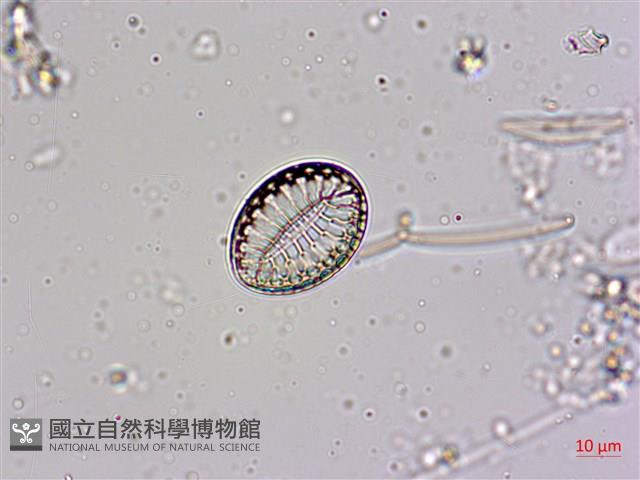 登錄號:A00004564藏品圖，第5張