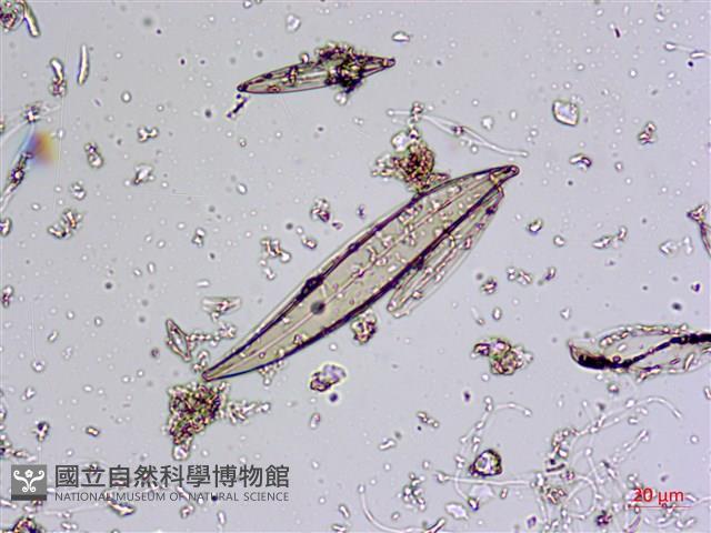 登錄號:A00004584藏品圖，第5張