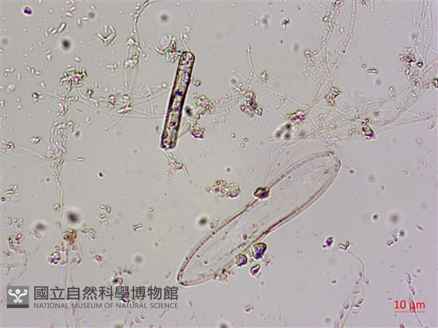 登錄號:A00004585藏品圖，第5張