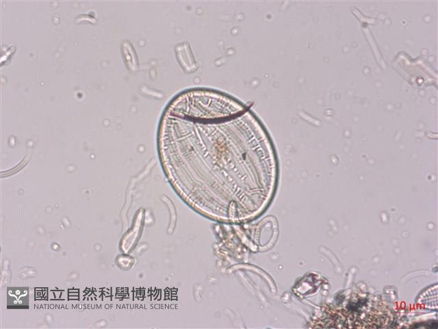 登錄號:A00004521藏品圖，第5張