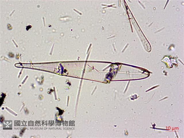 登錄號:A00004591藏品圖，第5張
