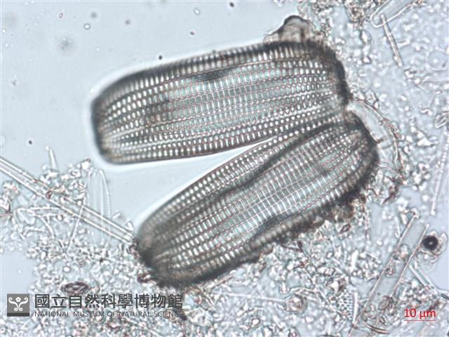 登錄號:A00004491藏品圖，第5張