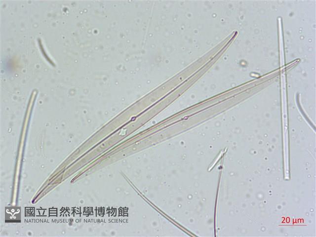 登錄號:A00004641藏品圖，第5張