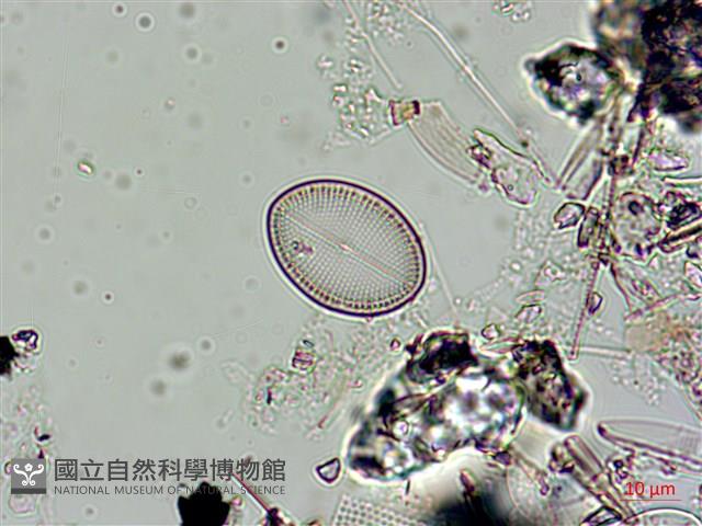 登錄號:A00004541藏品圖，第5張
