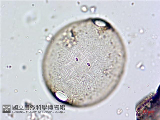 登錄號:A00004661藏品圖，第5張