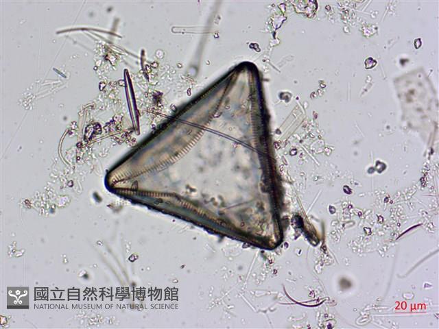 登錄號:A00004561藏品圖，第6張