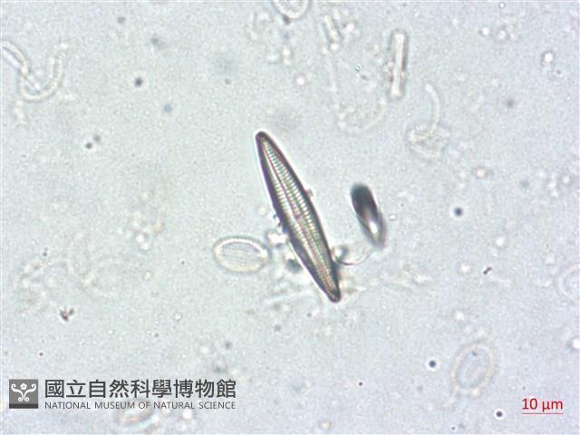 登錄號:A00004501藏品圖，第5張