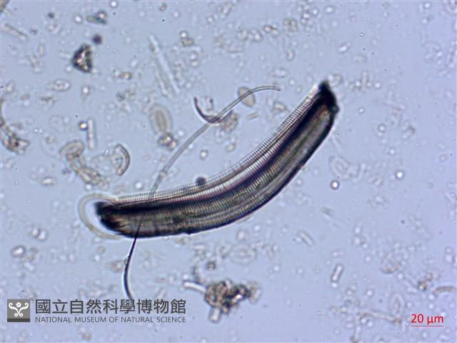 登錄號:A00004530藏品圖，第5張