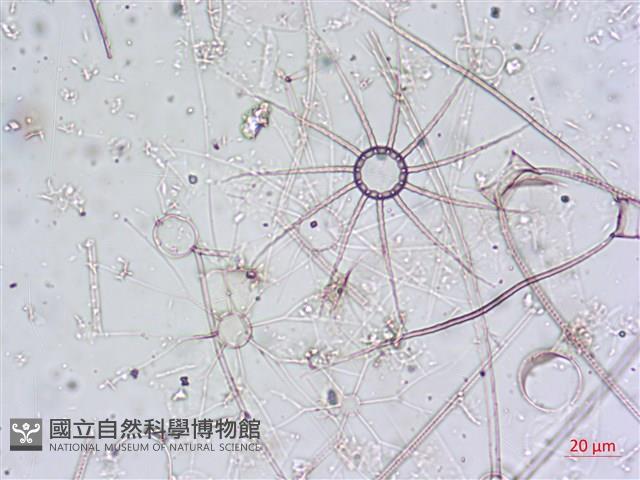 登錄號:A00004650藏品圖，第5張
