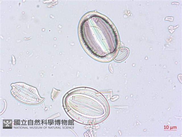 館號:A00004520藏品圖，第5張