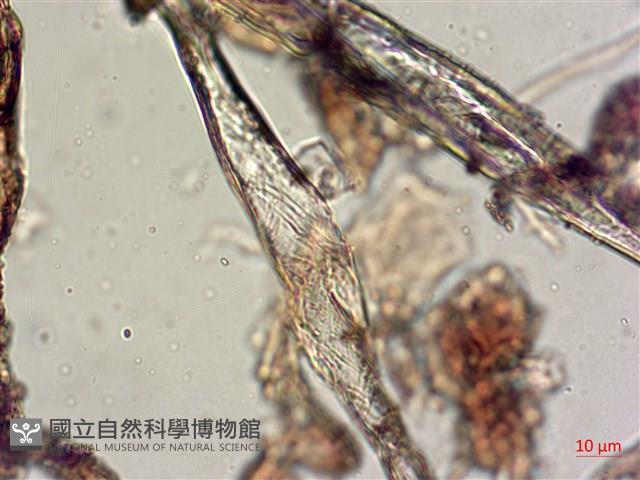 登錄號:A00004570藏品圖，第5張
