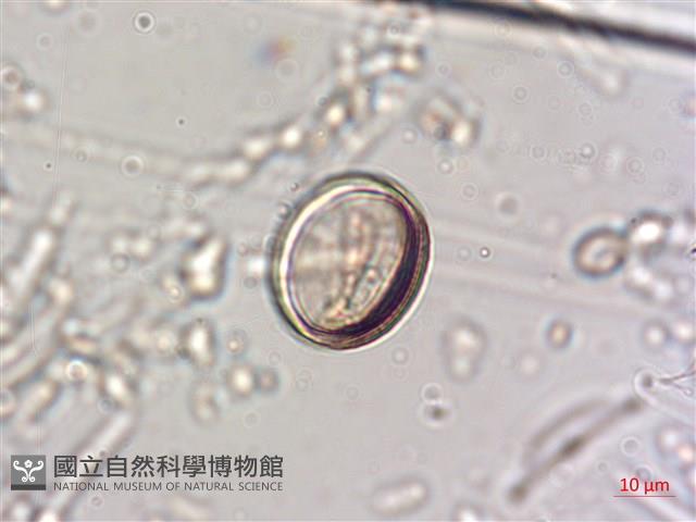 登錄號:A00004640藏品圖，第5張
