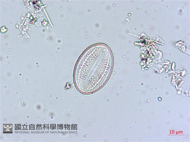 登錄號:A00004540藏品圖，第5張