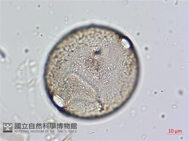 登錄號:A00004660藏品圖，第5張