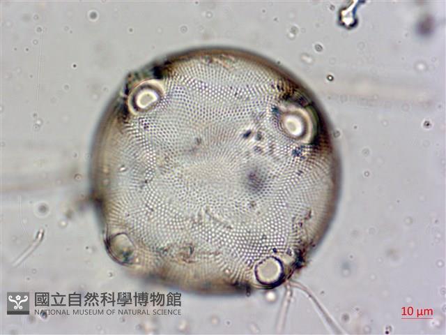 登錄號:A00004560藏品圖，第5張