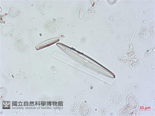 登錄號:A00004500藏品圖，第5張