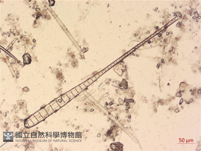 館號:A00004493藏品圖，第5張