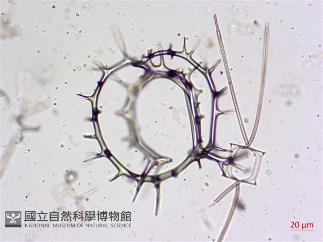 登錄號:A00004658藏品圖，第12張