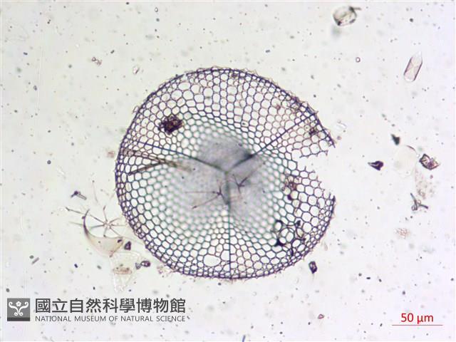 登錄號:A00004656藏品圖，第12張