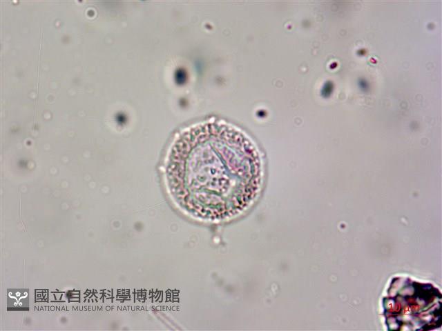登錄號:A00004655藏品圖，第11張
