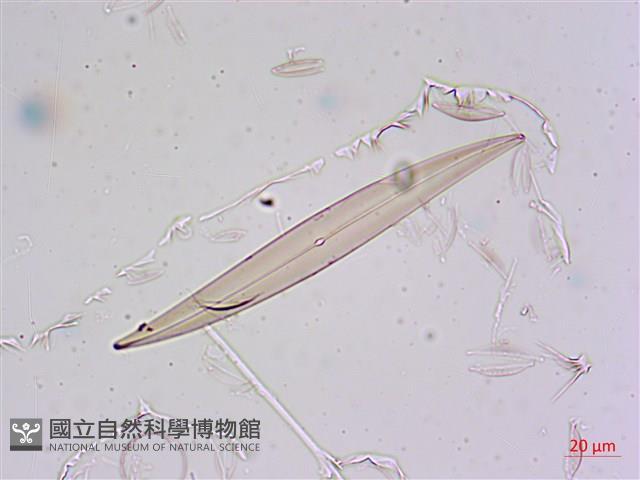 登錄號:A00004675藏品圖，第12張