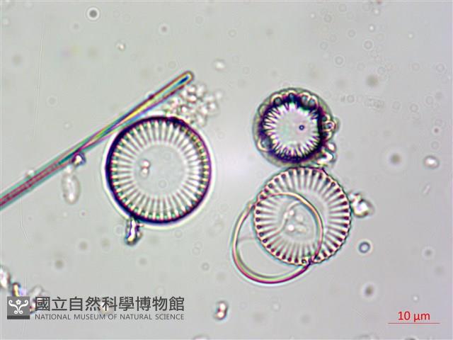 登錄號:A00004615藏品圖，第12張