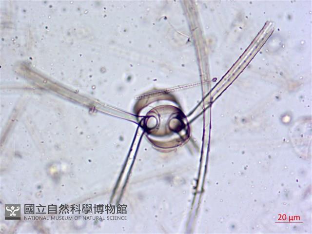 登錄號:A00004650藏品圖，第12張