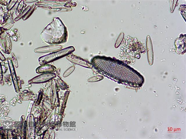 登錄號:A00004670藏品圖，第12張