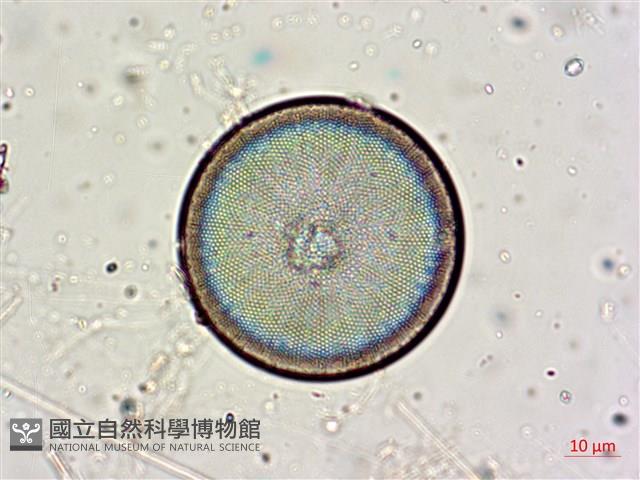 登錄號:A00004653藏品圖，第12張