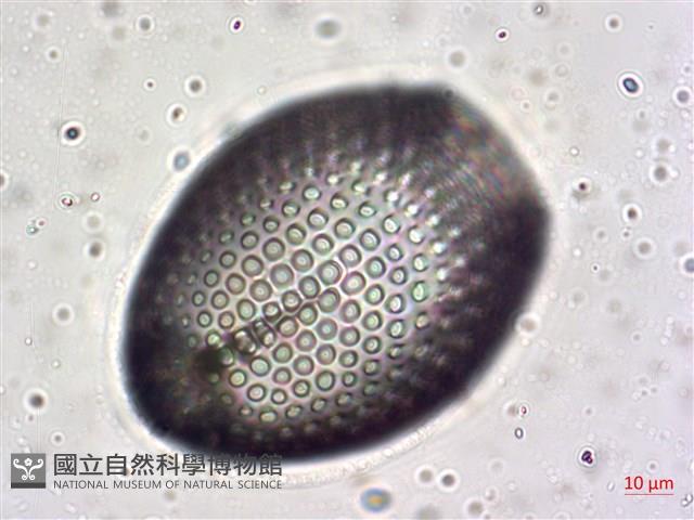 館號:A00004642藏品圖，第33張