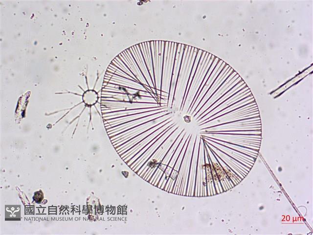 登錄號:A00004658藏品圖，第10張