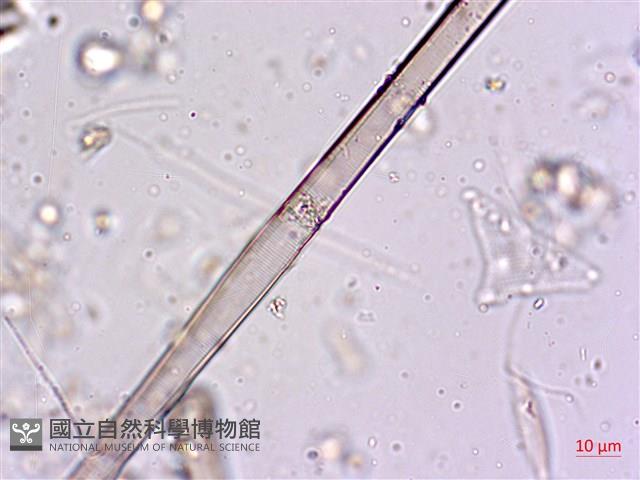 館號:A00004568藏品圖，第10張