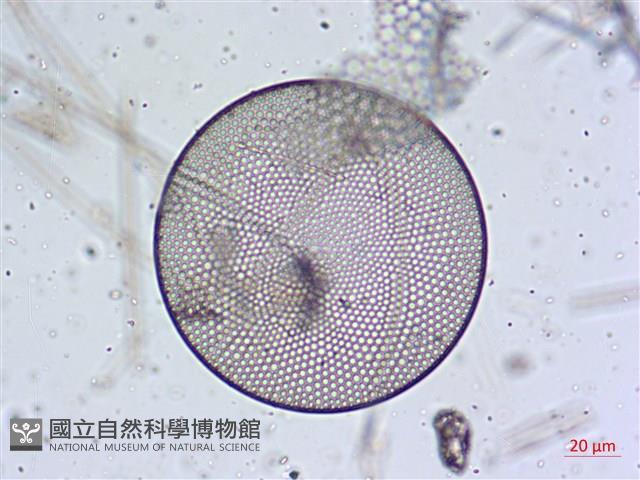 登錄號:A00004657藏品圖，第10張